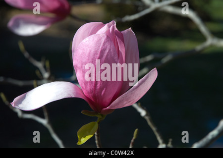 Magnolia Blossom Raulston Arboretum, Raleigh NC USA Stockfoto