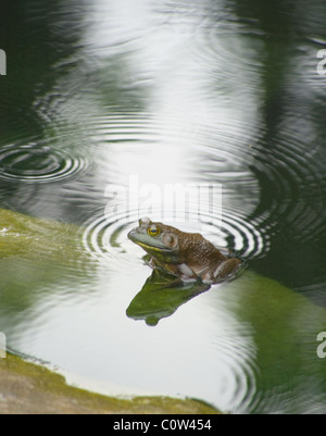 Frosch in einen Seerosenteich im Regen Stockfoto