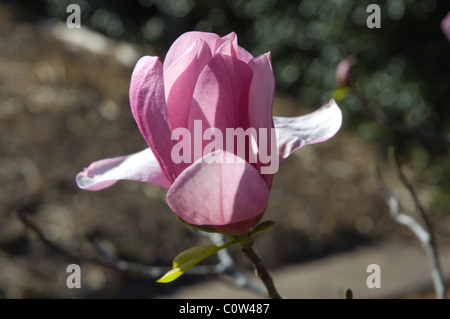 Magnolia Blossom Raulston Arboretum, Raleigh NC USA Stockfoto