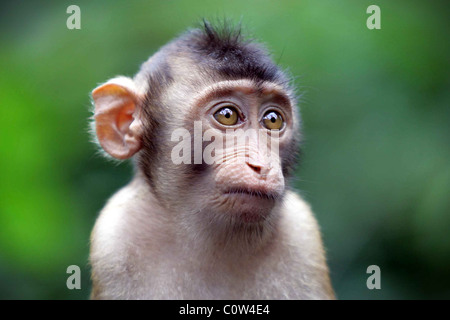 Eine wilde Longtail-Makaken (Macaca Fascicularis) speist in das Sepilok Fütterung Zentrum im Regenwald von Malaysia Borneo. Stockfoto