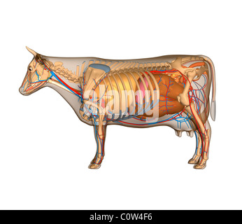 Anatomie der Kuh Organe Stockfoto