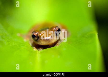 Laubfrosch - La Selva Jungle Lodge, Amazonas-Region, Ecuador Stockfoto