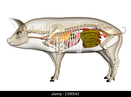 Schwein Anatomie Organe Lunge Herz Magen Skelett Stockfoto