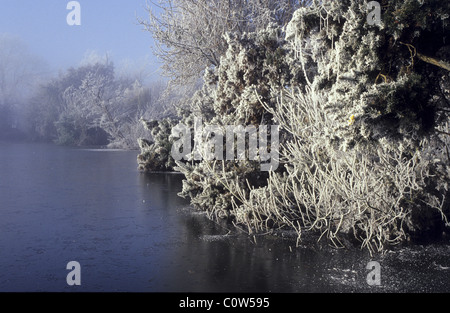 Die Hoar Frost bedeckt Bäume am Ufer der Fischteich in Barby, Warwickshire, UK. Stockfoto