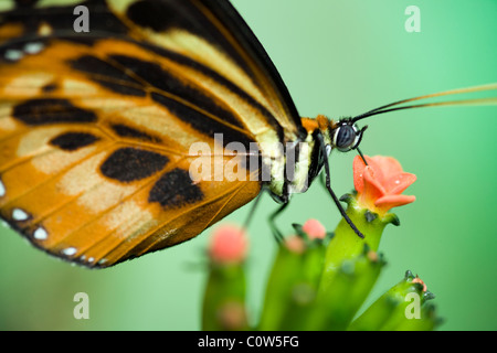 Nahaufnahme von Heliconius Schmetterlingsarten (Captive) - La Selva Jungle Lodge, Amazonas-Region, Ecuador Stockfoto