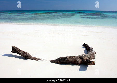 Ein Stück Treibholz liegt in den weißen Sand von einem unberührten tropischen Sandstrand auf den Simialan Inseln von Thailand Stockfoto