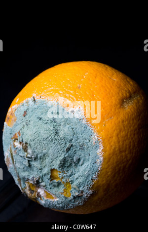 Grüner Schimmel wächst auf verwöhnte Orange Stockfoto