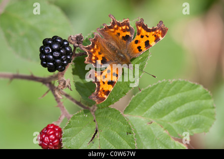 Koma Polygonia c-Album ausgewachsenen Schmetterling ruht auf einem Bramble Stockfoto