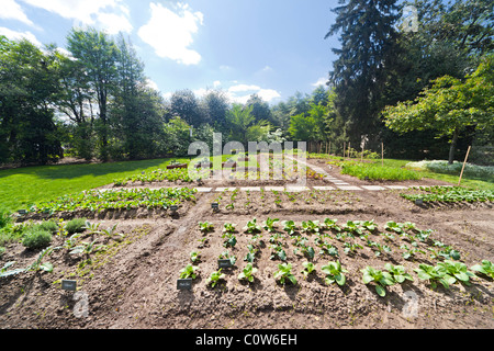 Michelle Obama Bio Küche Garten von The White House im Frühjahr. Washington DC. Pak-Choi; Brokkoli, Kohlrabi, Blumenkohl. Stockfoto