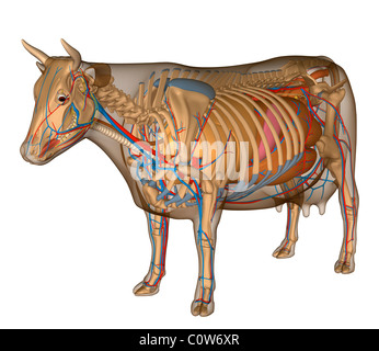 Anatomie der Kuh Organe Stockfoto