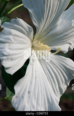 China-Rose (Hibiscus Rosa-Sinensis). Stockfoto