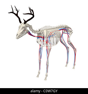 Hirsch Anatomie Herz Kreislauf Skelett Stockfoto