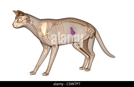 Anatomie des Skeletts Katze Milz Stockfoto