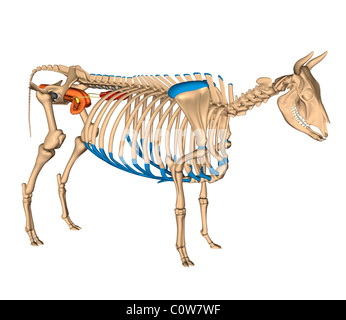 Anatomie des Skeletts Kuh Reproduktion Stockfoto