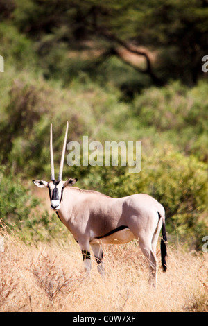 Oryx Beisa, Samburu National Reserve, Kenia, Afrika Stockfoto