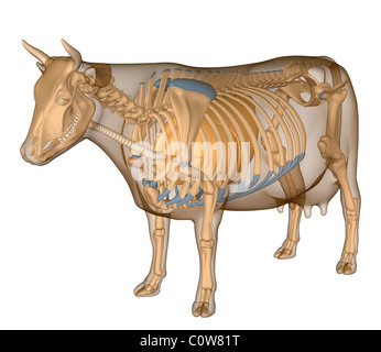 Anatomie der Atemwege transparente Körper Kuh Stockfoto