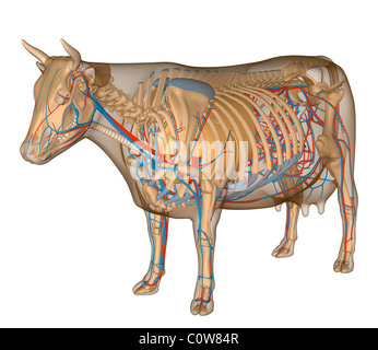 Anatomie der Kuh circulary Atemwege Stockfoto