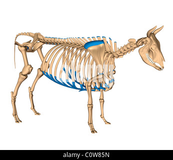 Anatomie des Skeletts Kuh Stockfoto