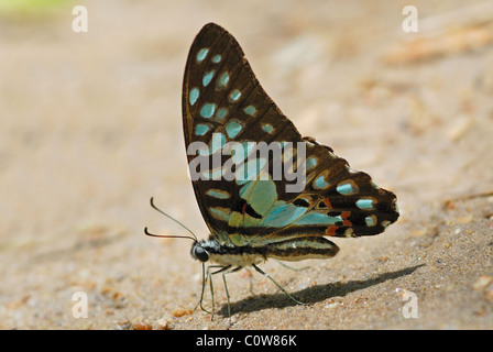 Gemeinsamen Jay Schmetterling (Graphium Doson) ernähren sich von Mineralsalzen in einem trockenen Bachbett im Westen Thailands. Stockfoto