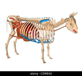 Anatomie der Kuh Verdauung Verdauung Magen Stockfoto