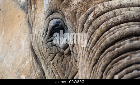 Colchester Zoo, Essex, England, Großbritannien, Großbritannien Stockfoto