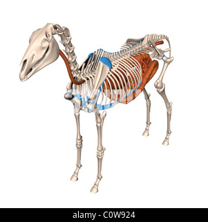 Pferd Anatomie Verdauung Magen Skelett Stockfoto