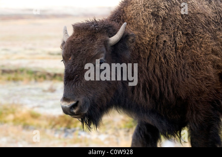 Amerikanische Bisons, Yellowstone-Nationalpark Stockfoto