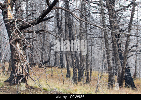 Ein verbrannten Wald im Yellowstone-Nationalpark, Wyoming. Stockfoto