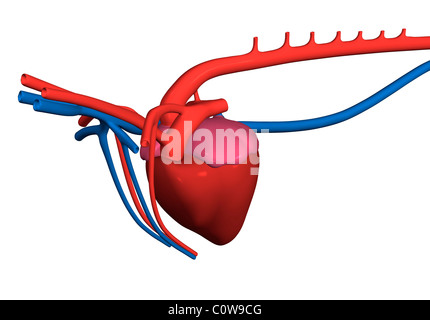 Schweineherz Anatomie Stockfoto