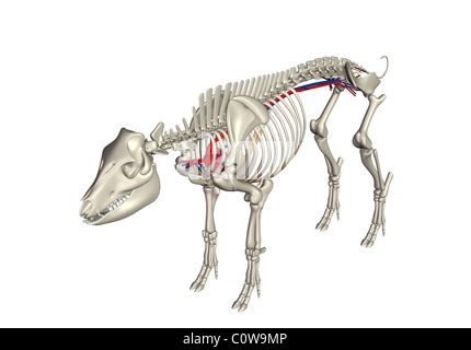 Schwein Anatomie Herz Kreislauf Skelett Stockfoto