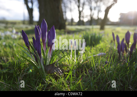 Jedes Jahr im Frühling ausbrechen diese Flöße Lampen entlang der Strecke auf diesem Bauernhof in der Forest of Dean Stockfoto