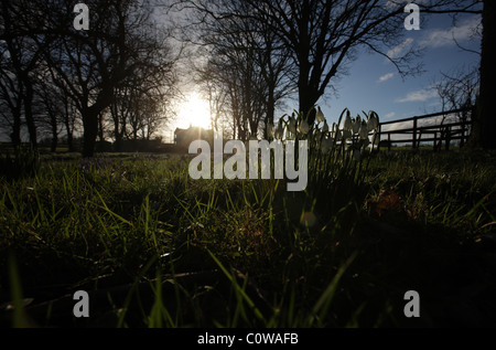 Jedes Jahr im Frühling ausbrechen diese Flöße Lampen entlang der Strecke auf diesem Bauernhof in der Forest of Dean Stockfoto