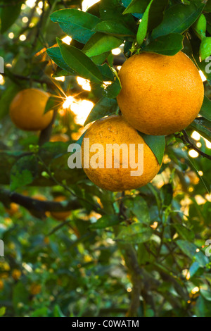 Freezed beschädigt Orangen noch am Baum. Dade City, Florida, Orange Grove befindet sich bei N28 Grad 19' 43' und W82 Grad 11'10 '. Stockfoto