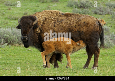 Buffalo Baby Pflege Stockfoto