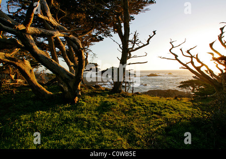 Zypressen entlang der Küste am Point Lobos State Park, CA, USA. Stockfoto