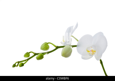 weiße Phalaenopsis-Orchideen vor weißem Hintergrund Stockfoto