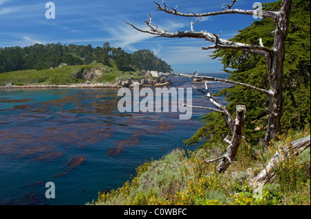 Point Lobos State Park Stockfoto