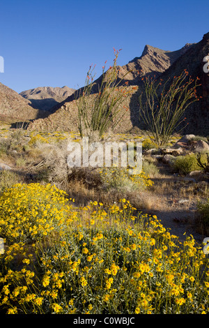 Brittlebush (Encelia Farinosa) und Ocotillo (Fouquieria Splendens) Pflanzen im Anza Borrego Desert State Park, Kalifornien. Stockfoto