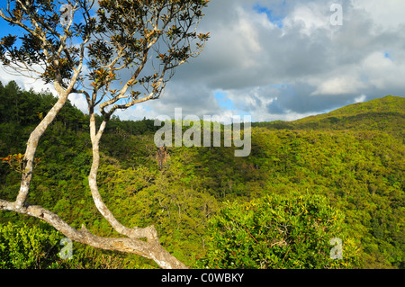 Fast ausgetrockneten Alexandra Wasserfälle und Wälder bedeckt Hügel im Black River Gorges National Park, Black River, Mauritius. Stockfoto