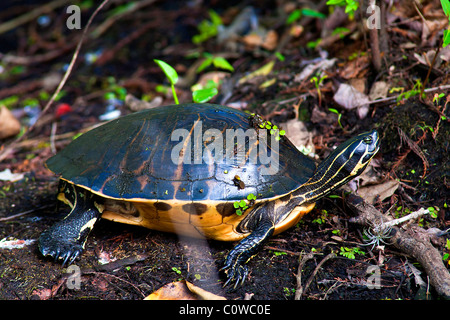 Gelb-Bellie Schieberegler Schildkröte mit Boden-Decke in der Nähe von einem See, Lettuce Lake Park, Tampa, Florida Stockfoto