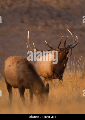 Ein Stier Elch riecht die Luft; die Kuh im Vordergrund verströmt einen Duft signalisieren ihre Bereitschaft für die Zucht, Yellowstone NP. Stockfoto