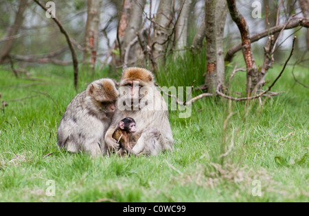 Familie von Berberaffen mit Baby. Stockfoto