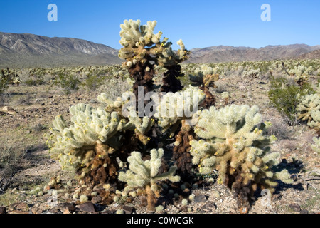 Teddy Bear Cholla Kaktus (Opuntia Bigelovii) in Joshua Tree Nationalpark, Kalifornien. Stockfoto