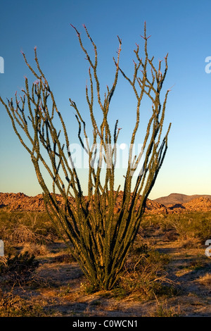 Ocotillo (Fouquieria Splendens) in Joshua Tree Nationalpark, Kalifornien. Stockfoto