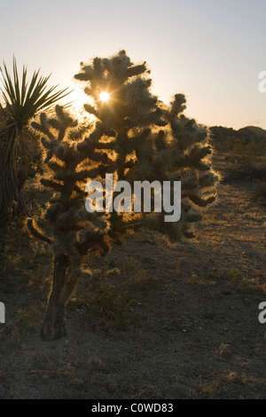 Sonnenuntergang hinter einem Teddy Bear Cholla Kaktus (Opuntia Bigelovii) in Joshua Tree Nationalpark, Kalifornien. Stockfoto