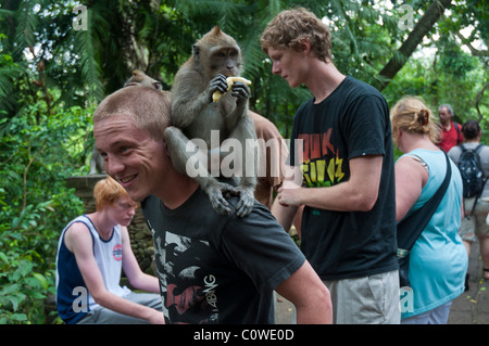 Touristen mit langschwänzigen Macacques in den Monkey Forest in Ubud Bali Indonesien Stockfoto