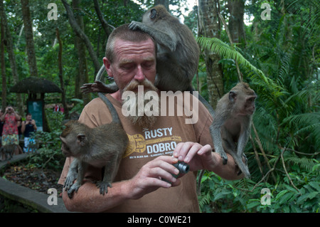 Touristen mit langschwänzigen Macacques in den Monkey Forest in Ubud Bali Indonesien Stockfoto