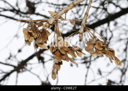 Ahorn Baum Samen Acer Pseudoplatanus an kalten Frühlingstag Stockfoto