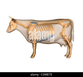 Anatomie des Skeletts Kuh Stockfoto