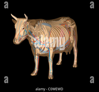 Anatomie der Kuh Organe Stockfoto